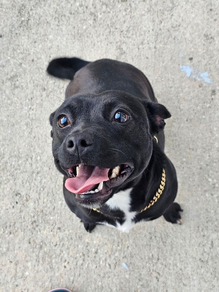 Eden, a Adopted mixed breed in Washington, DC image 6/6