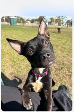 Eden, a Adopted mixed breed in Washington, DC image 5/6