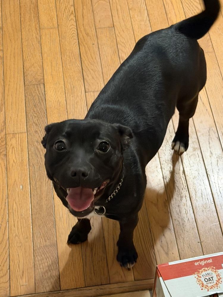 Eden, a Adopted mixed breed in Washington, DC image 6/6