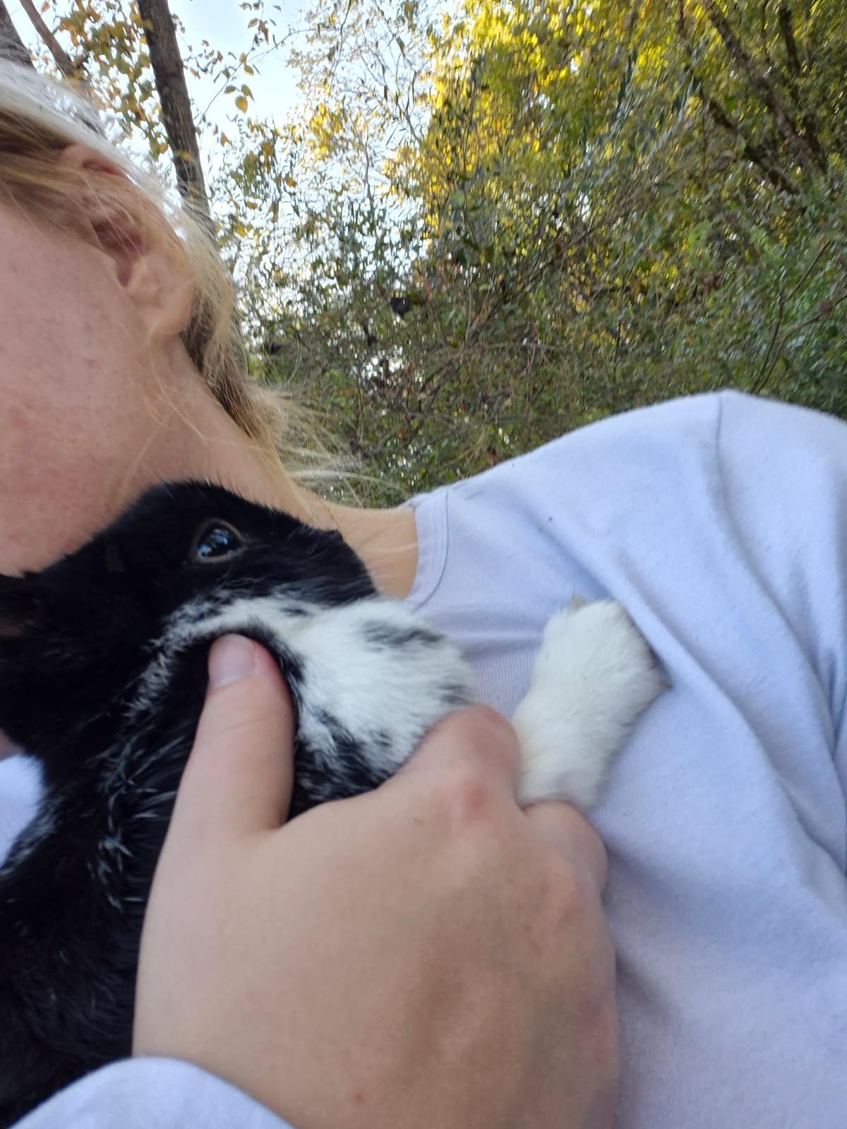 Enlarge Narcissa, an adopted mixed breed in Knoxville, TN image 1/4