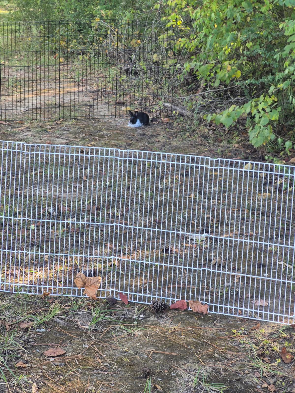 Enlarge Narcissa, an adopted mixed breed in Knoxville, TN image 2/4