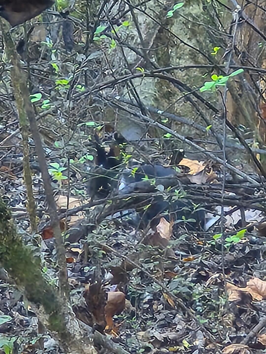 Enlarge Narcissa, an adopted mixed breed in Knoxville, TN image 4/4