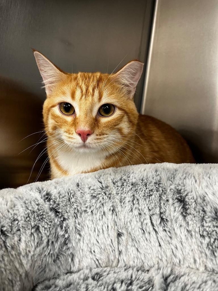 Andy, Adoptable, Kitten Male Domestic Short Hair.
