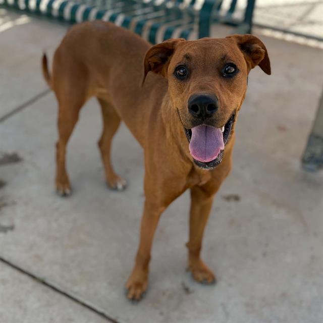 Enlarge ZIVA, a Adoptable mixed breed in Modesto, CA image 1/1
