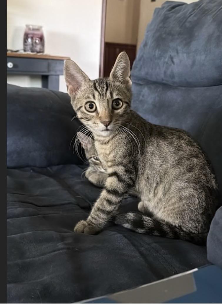 Enlarge Peter, a Adopted Domestic Short Hair in York, PA image 2/3