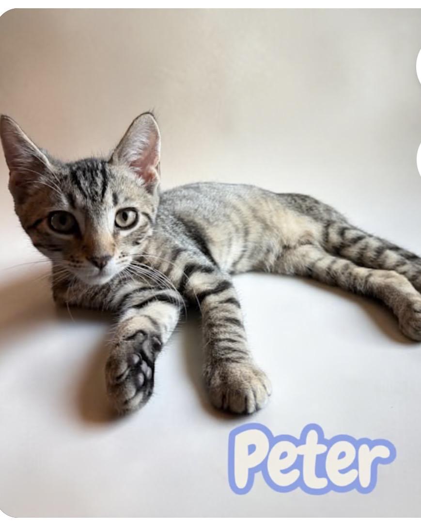 Enlarge Peter, a Adopted Domestic Short Hair in York, PA image 1/3