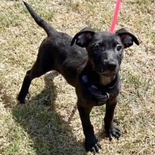 Klaus, Adopted, Puppy Male Labrador Retriever & Shepherd.