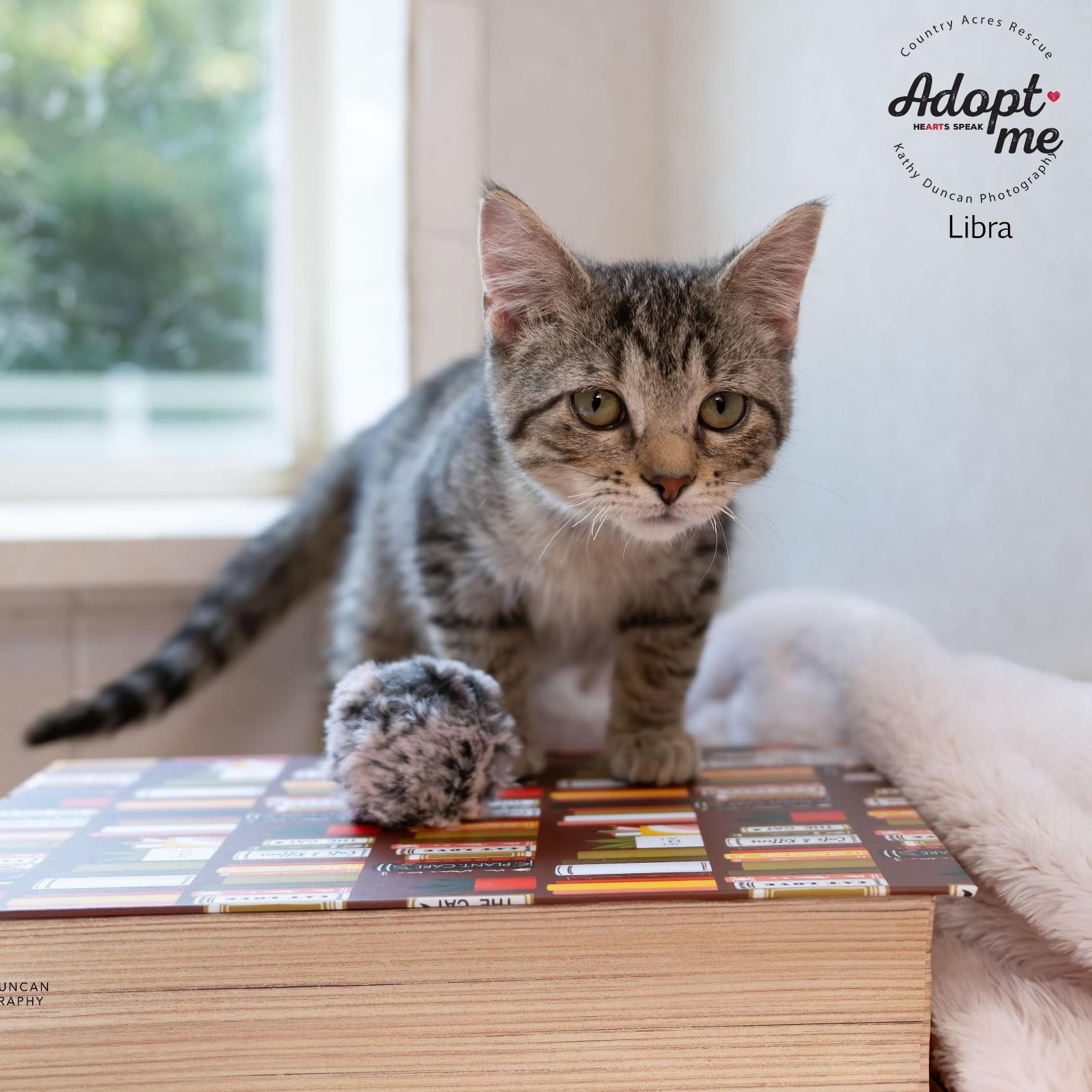 Libra, a Adoptable Domestic Short Hair in Manchester, MO image 3/4