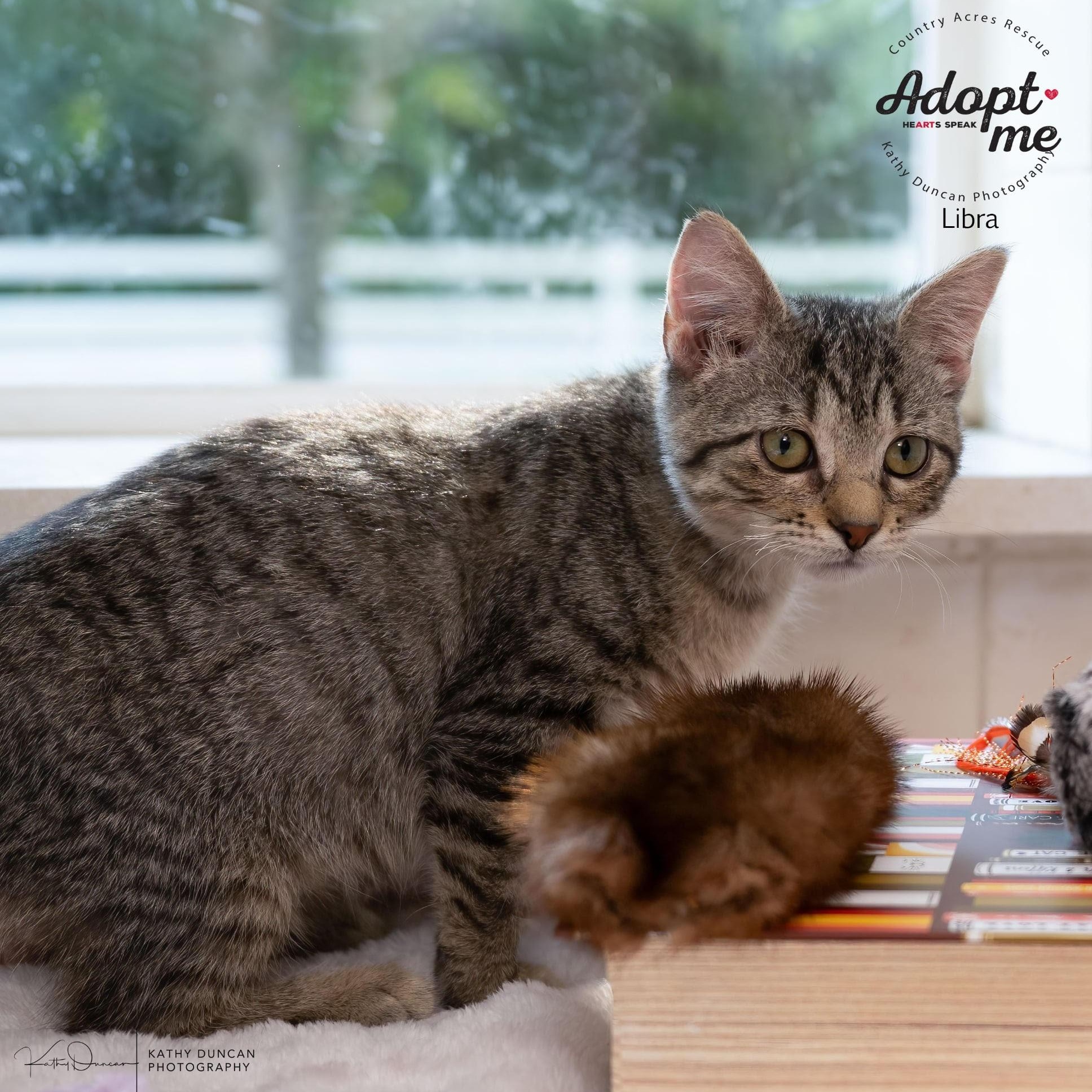 Libra, a Adoptable Domestic Short Hair in Manchester, MO image 2/4