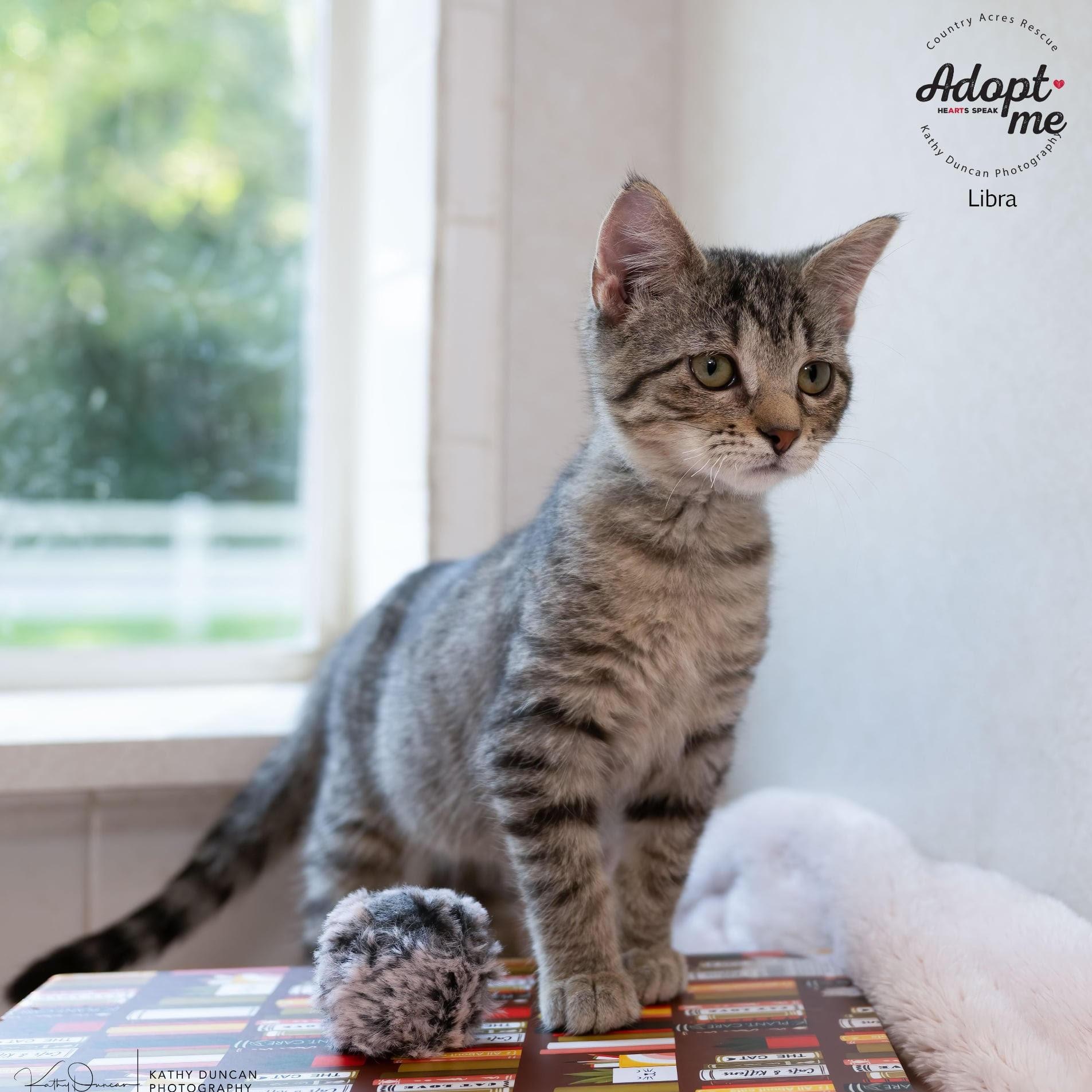 Libra, a Adoptable Domestic Short Hair in Manchester, MO image 4/4