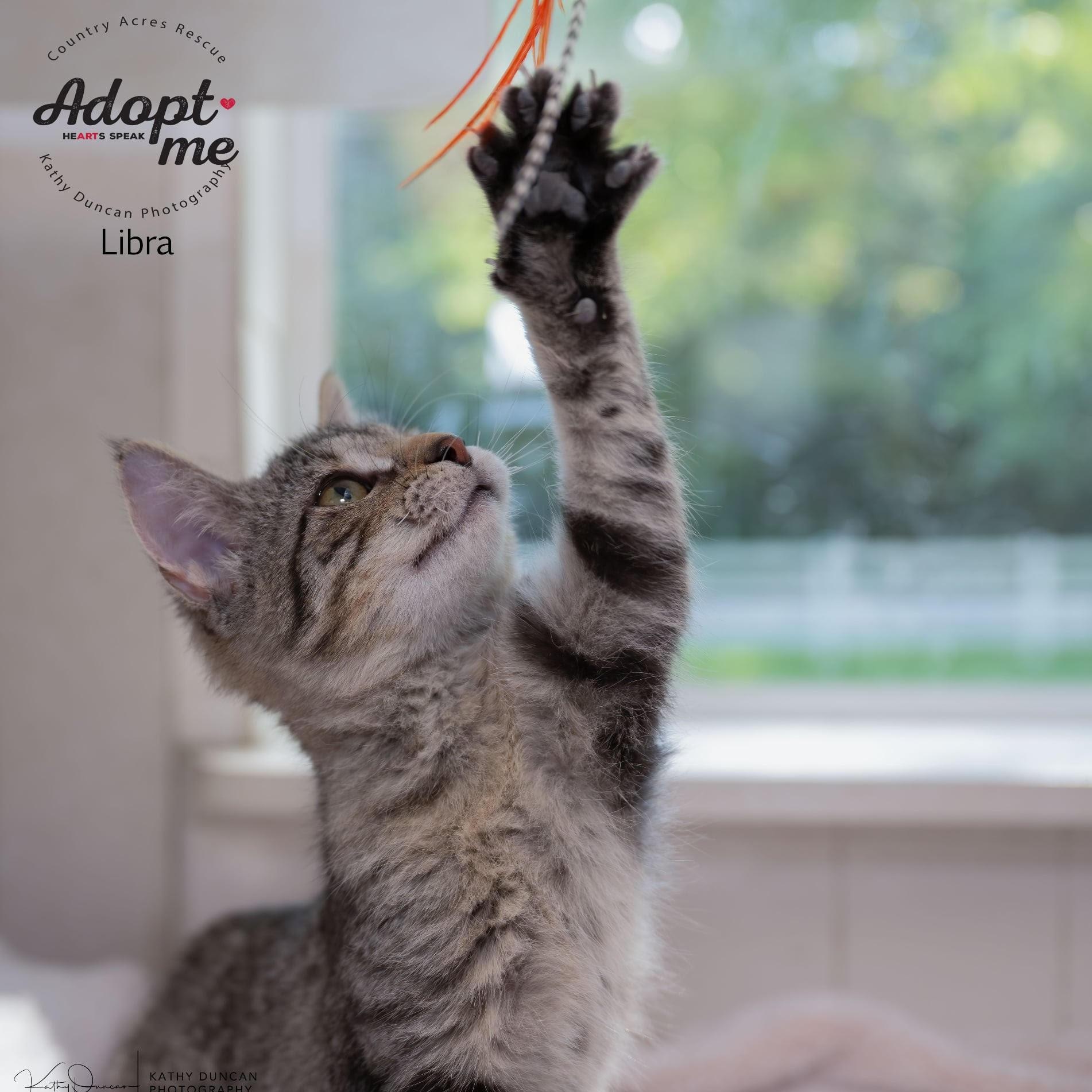 Libra, a Adoptable Domestic Short Hair in Manchester, MO image 1/4