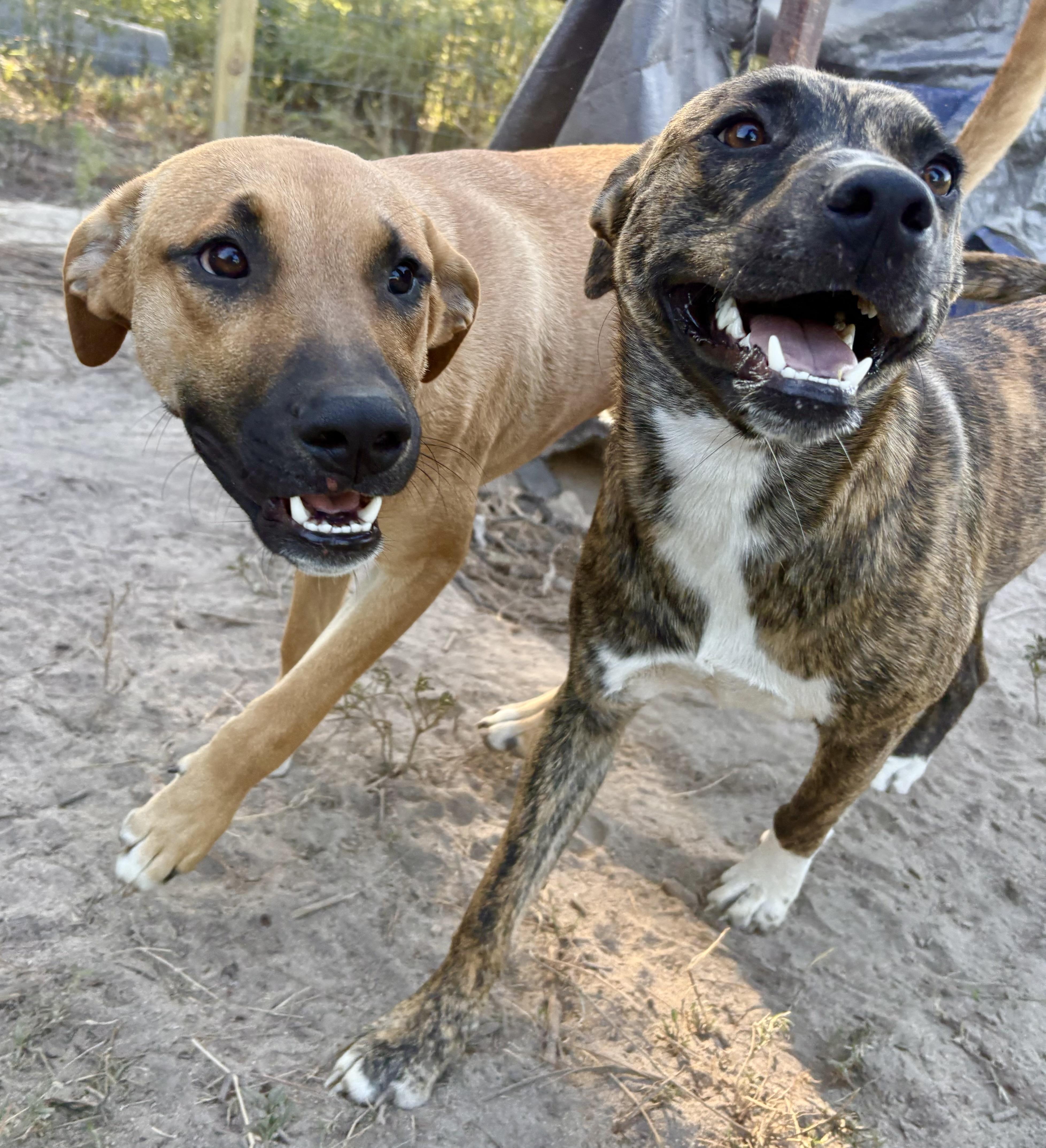 Olas, a Adoptable mixed breed in Darlington, SC image 4/4