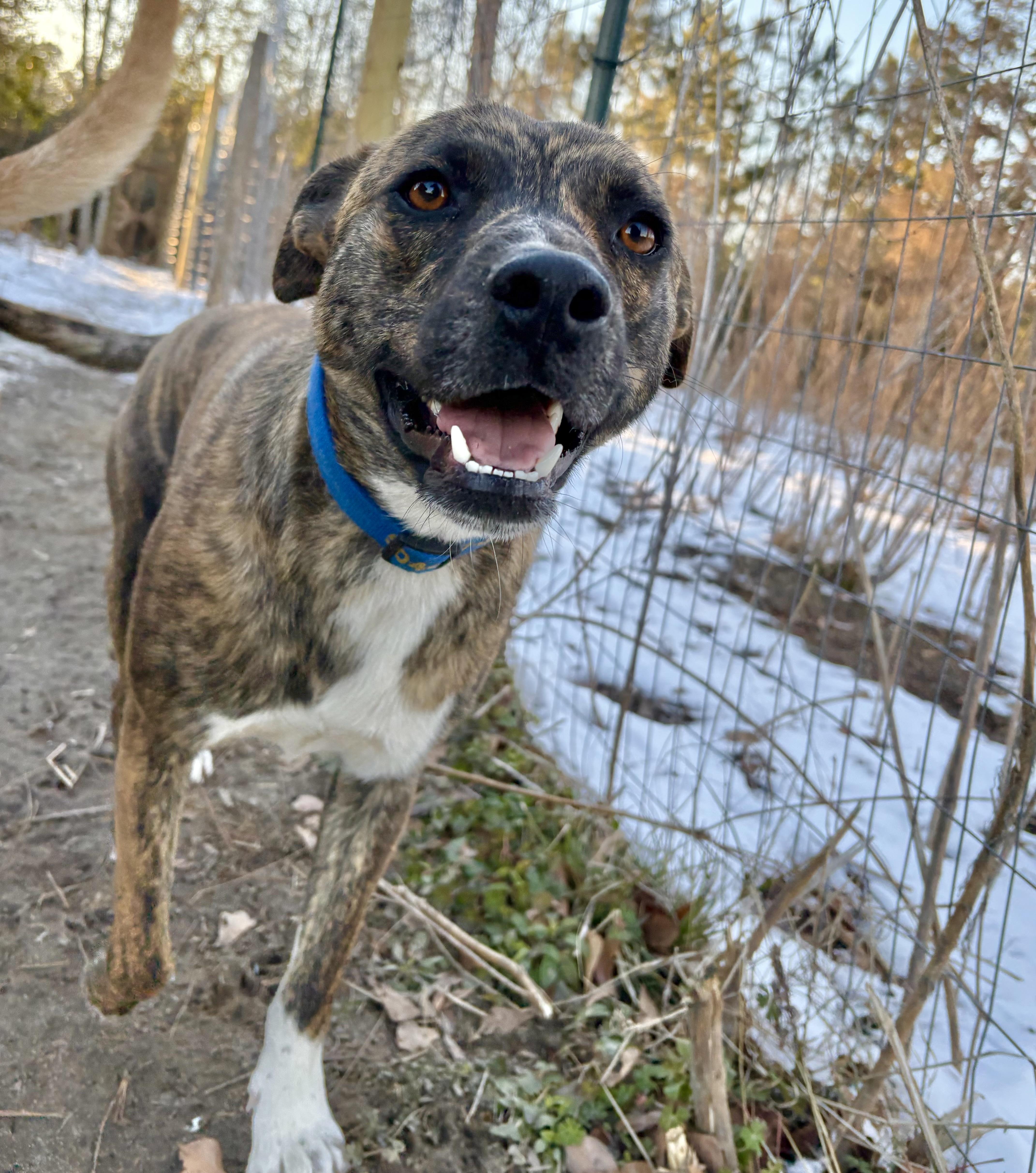 Enlarge Olas, a Adoptable mixed breed in Darlington, SC image 1/5