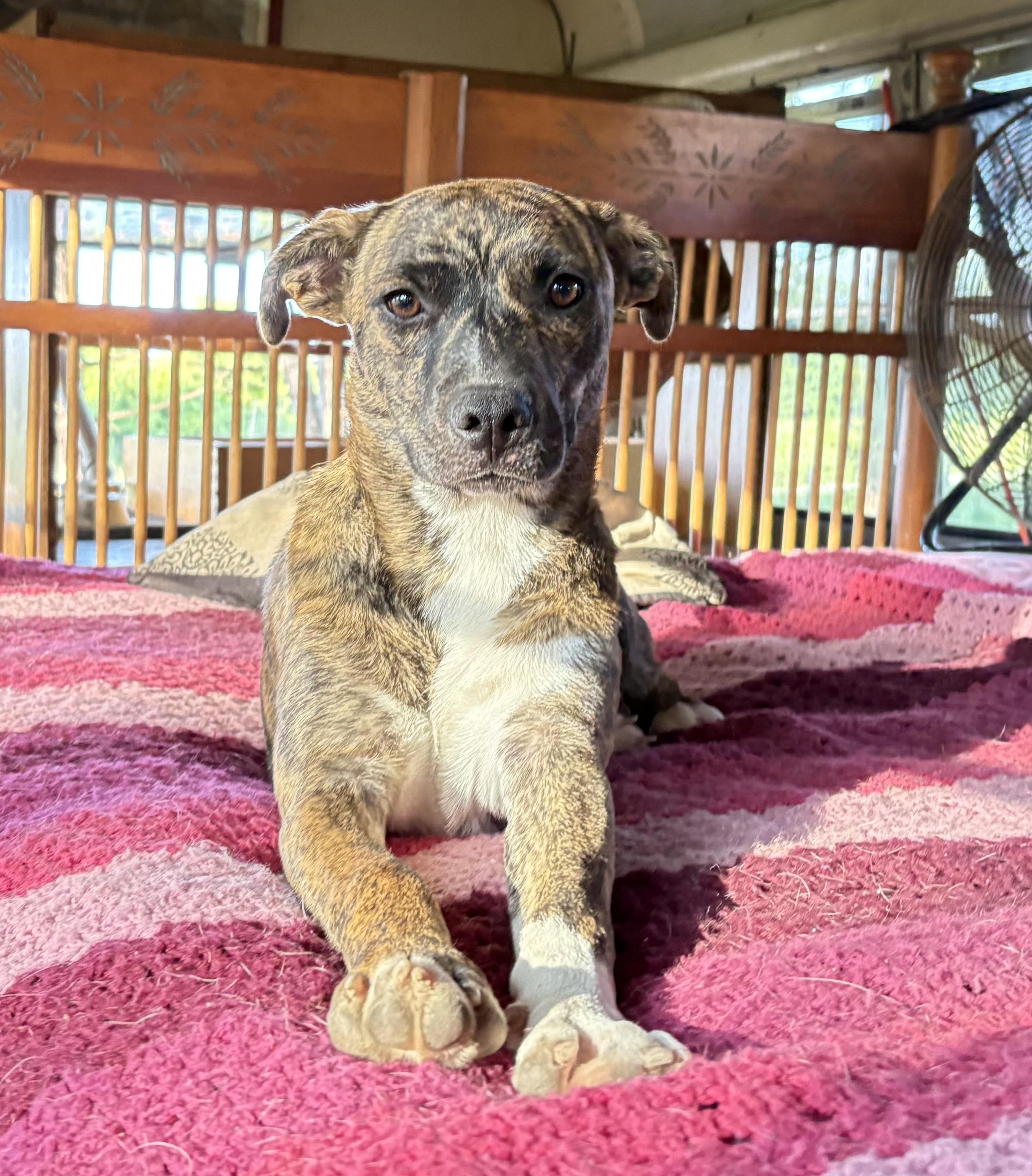 Olas, Adoptable, Adult Male Hound.