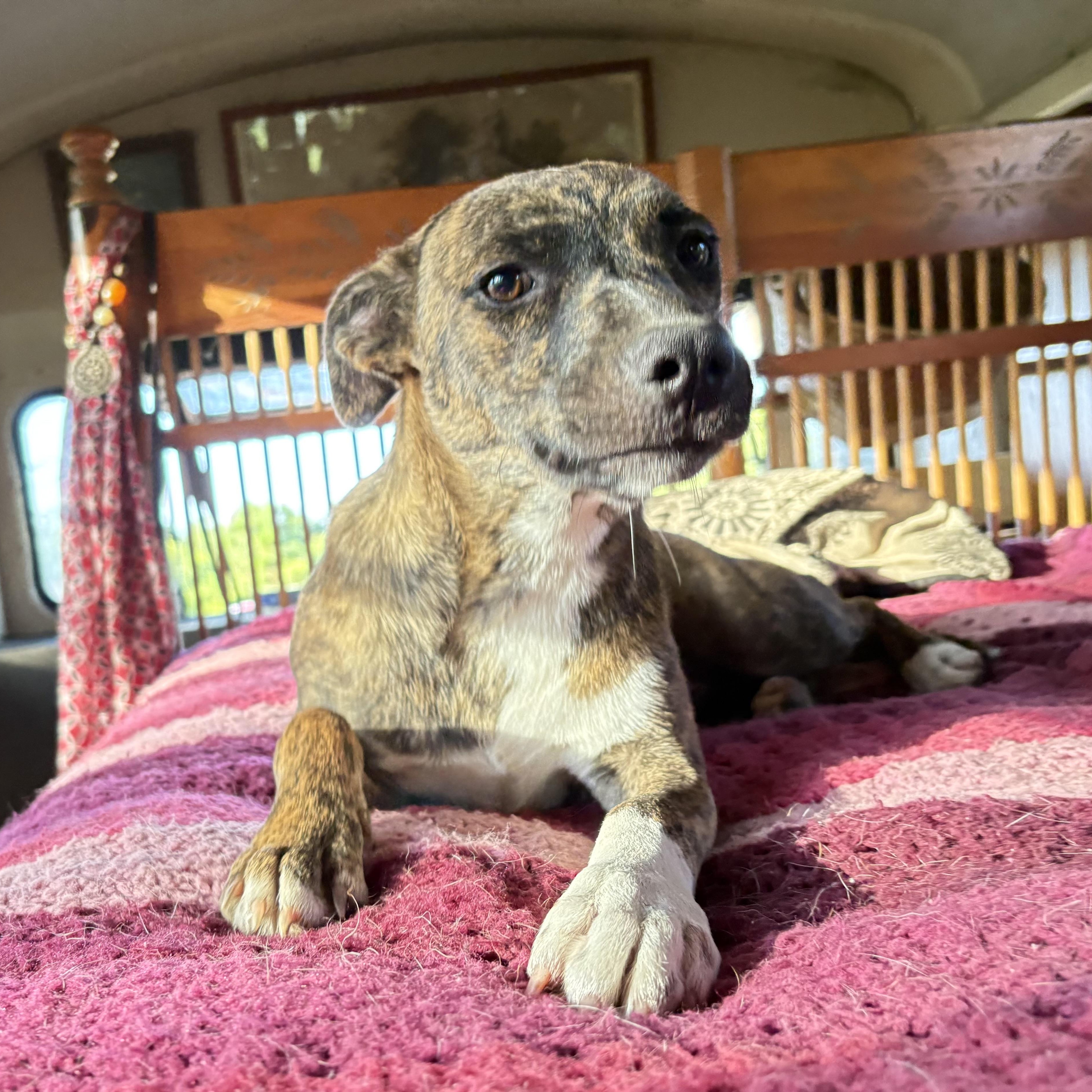 Olas, a Adoptable mixed breed in Darlington, SC image 1/4