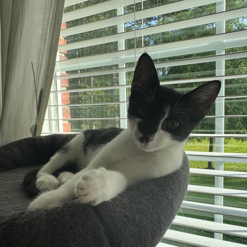 ABVL-Stray-307 Lily, a Adoptable Domestic Medium Hair in Abbeville, SC image 1/3