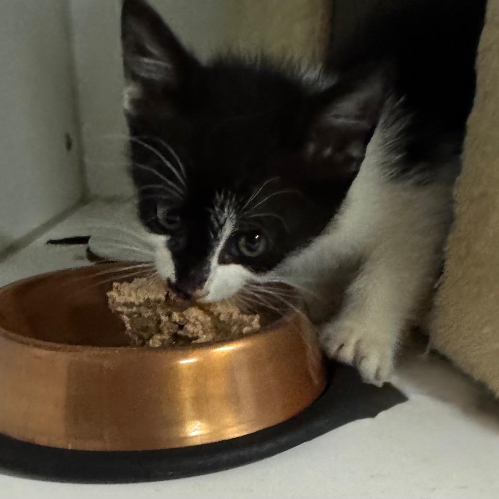ABVL-Stray-307 Lily, a Adoptable Domestic Medium Hair in Abbeville, SC image 2/3