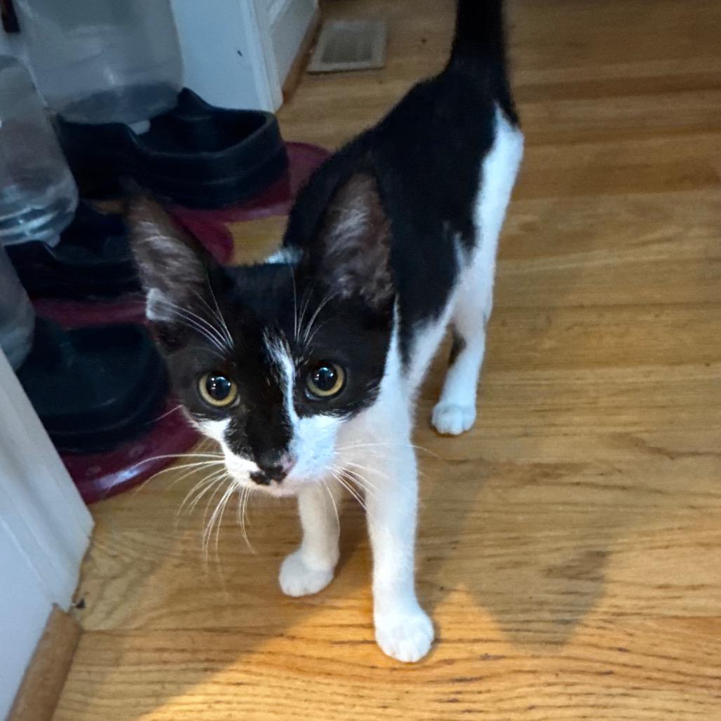 ABVL-Stray-307 Lily, a Adoptable Domestic Medium Hair in Abbeville, SC image 3/3