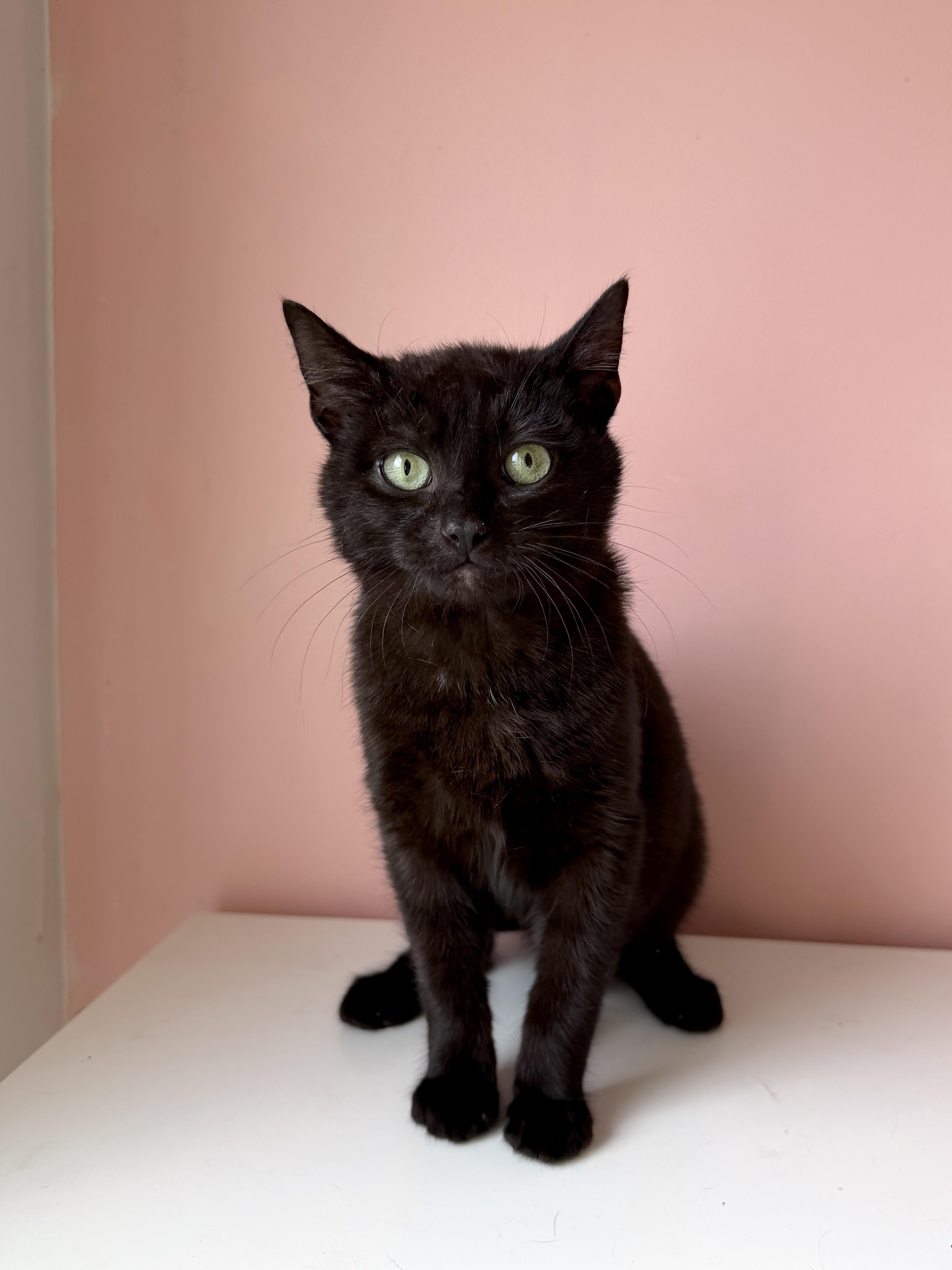 Enlarge ROO, an adopted Domestic Short Hair in New York, NY image 1/1