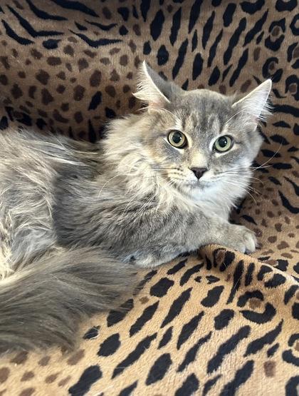 Dusty, Adoptable, Young Male Domestic Long Hair & Domestic Short Hair.