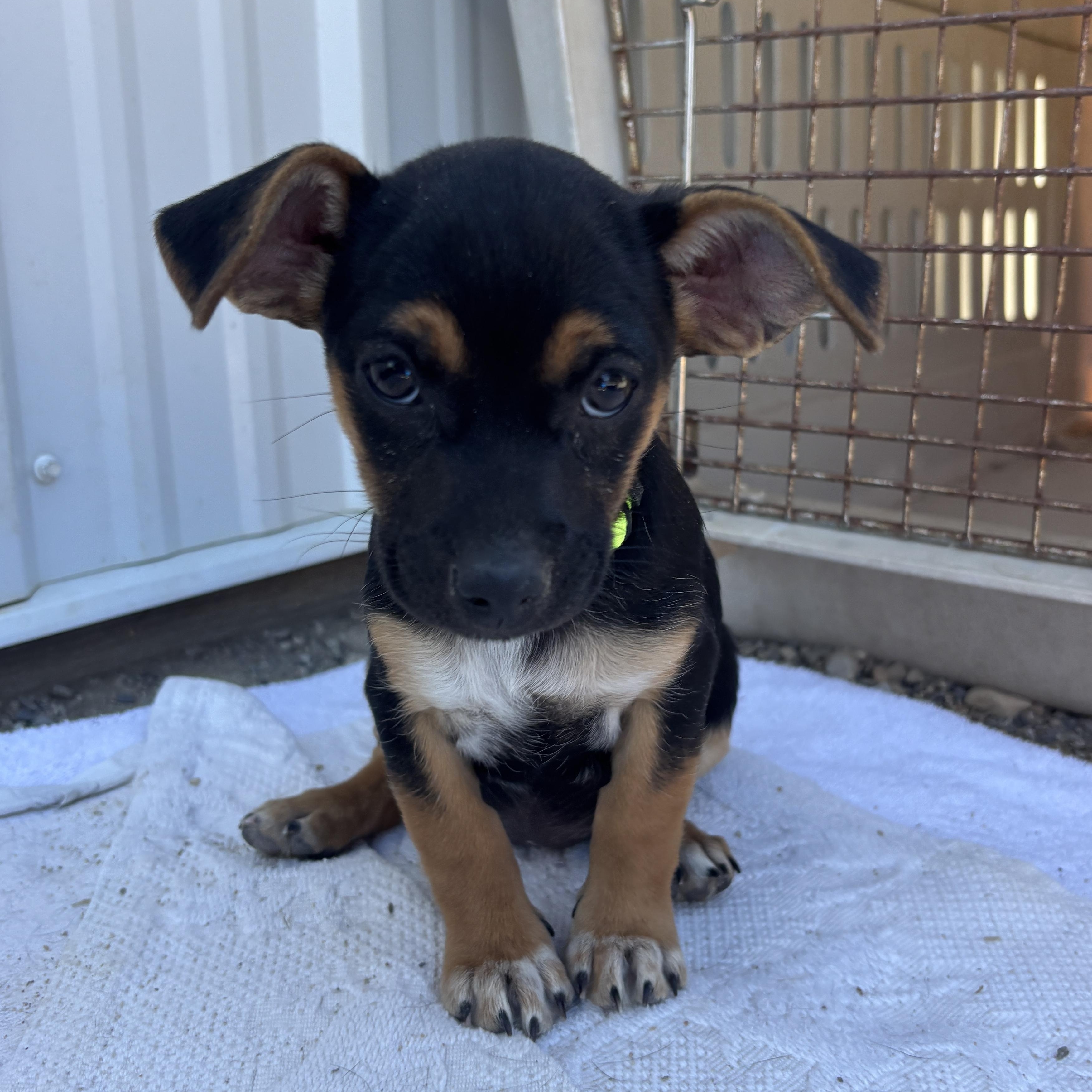 Poutine, Baby Female unknown
