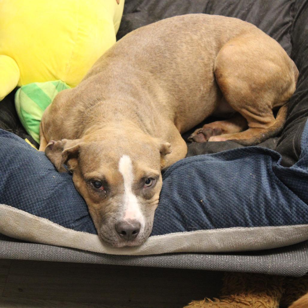 Enlarge Sugar Plum, a Adoptable mixed breed in Cleveland, MS image 2/4