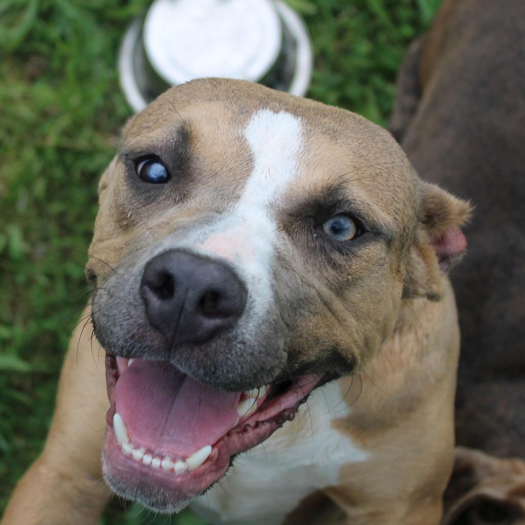 Enlarge Sugar Plum, a Adoptable mixed breed in Cleveland, MS image 3/4