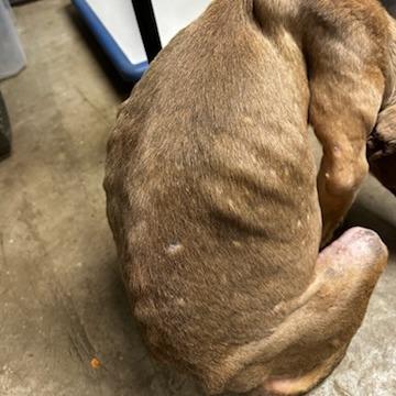 Enlarge Sugar Plum, a Adoptable mixed breed in Cleveland, MS image 2/6