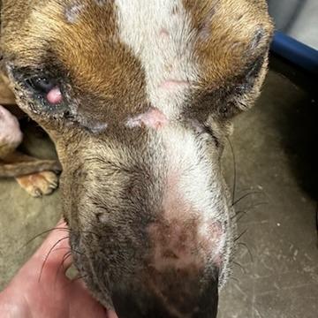 Enlarge Sugar Plum, a Adoptable mixed breed in Cleveland, MS image 3/6