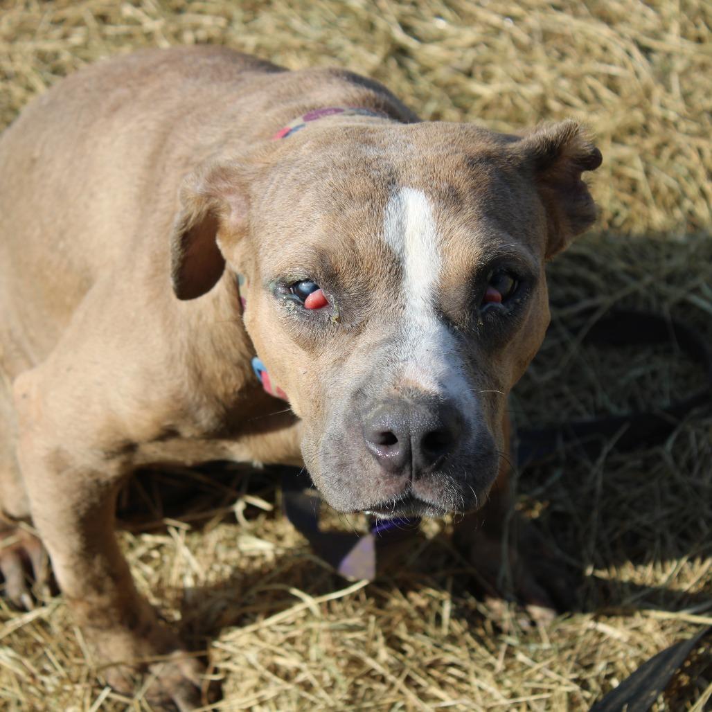 Enlarge Sugar Plum, a Adoptable mixed breed in Cleveland, MS image 4/4