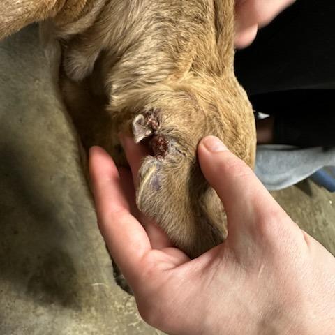 Enlarge Sugar Plum, a Adoptable mixed breed in Cleveland, MS image 4/6