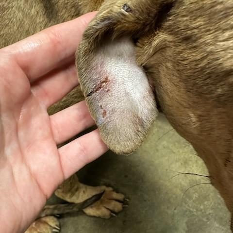 Enlarge Sugar Plum, a Adoptable mixed breed in Cleveland, MS image 5/6