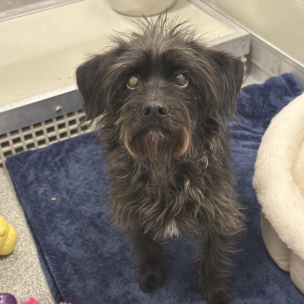 Kimberly, Adoptable, Young Female Mixed Breed.