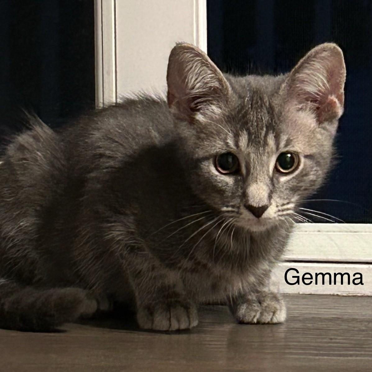 Gemma