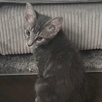Gemma 3