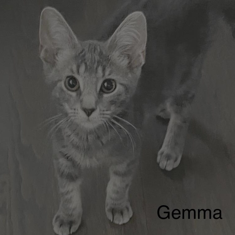 Gemma 2