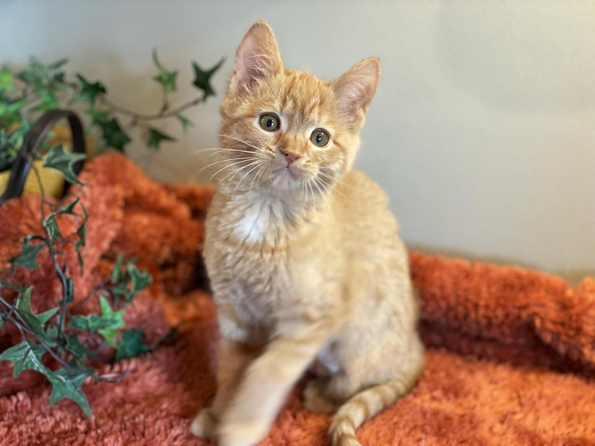 Enlarge Harley, a ADOPTABLE Tabby in Taylor, MI image 3/6