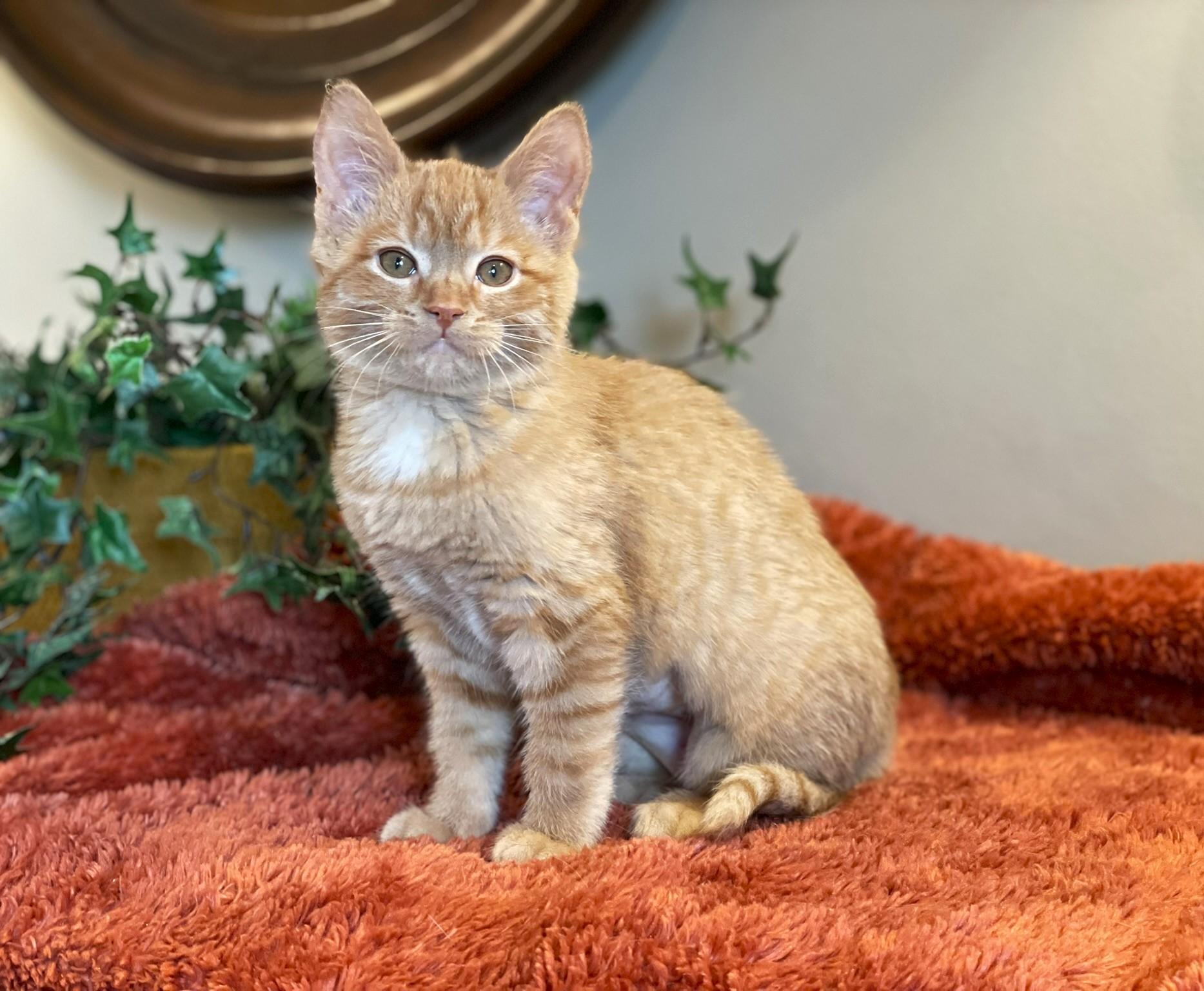 Enlarge Harley, a ADOPTABLE Tabby in Taylor, MI image 4/6