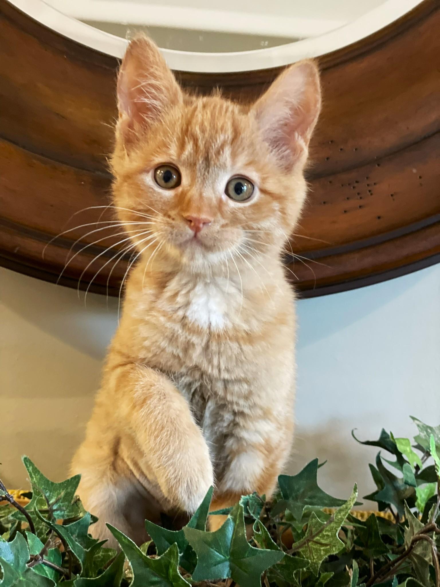 Enlarge Harley, a ADOPTABLE Tabby in Taylor, MI image 2/6