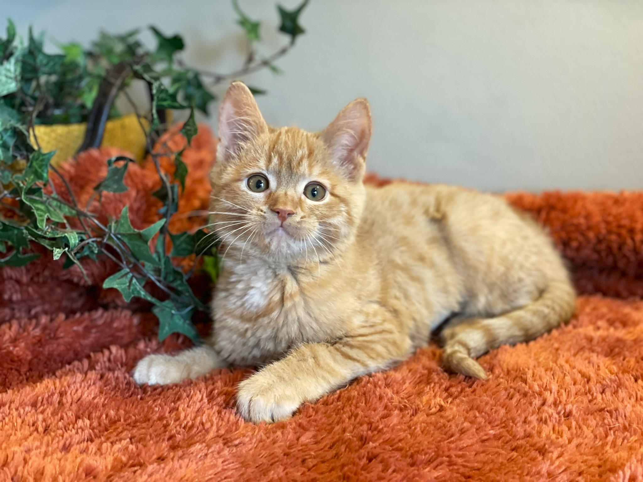 Harley, ADOPTABLE, Kitten Female Tabby.