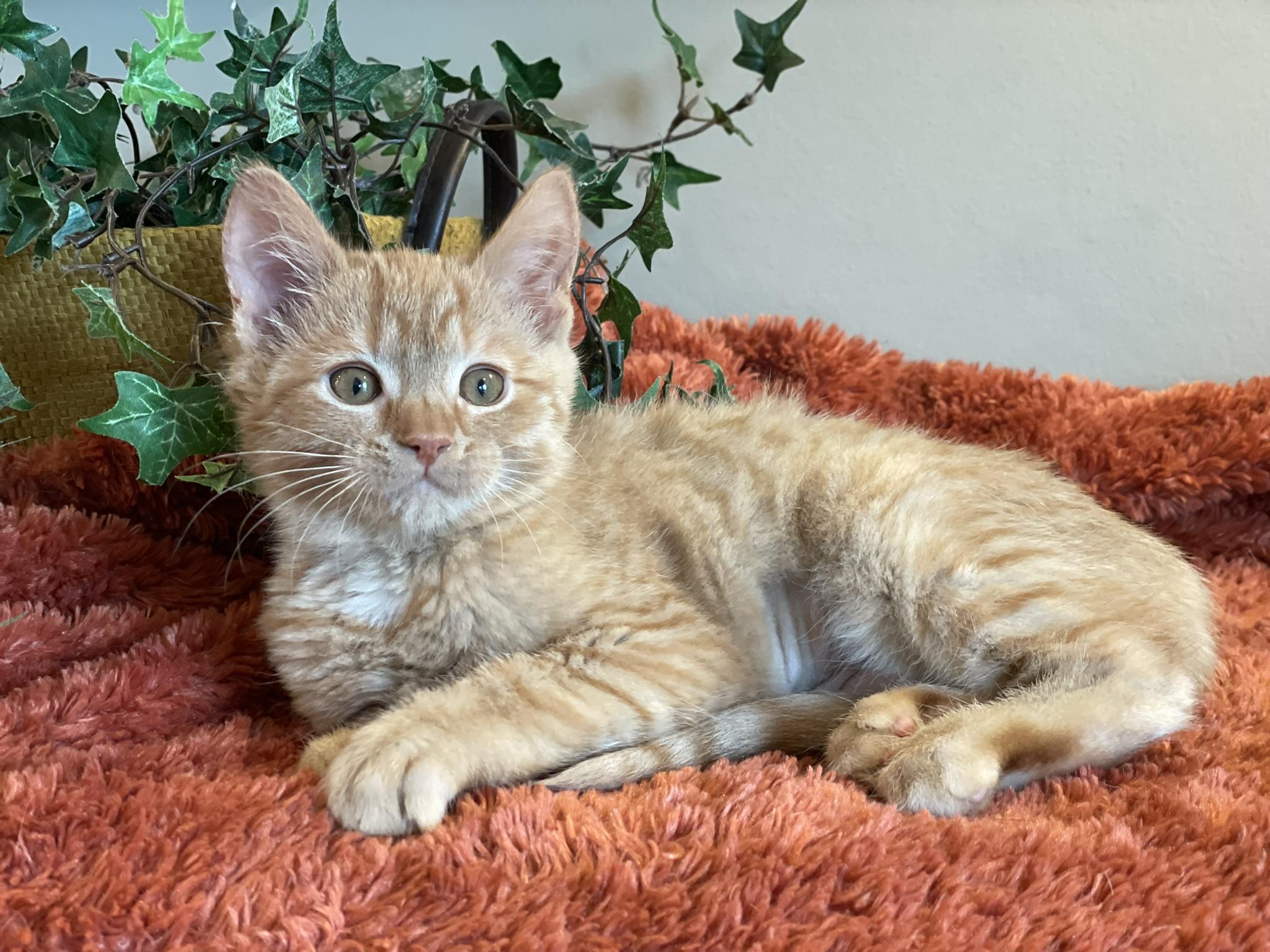 Enlarge Harley, a ADOPTABLE Tabby in Taylor, MI image 5/6
