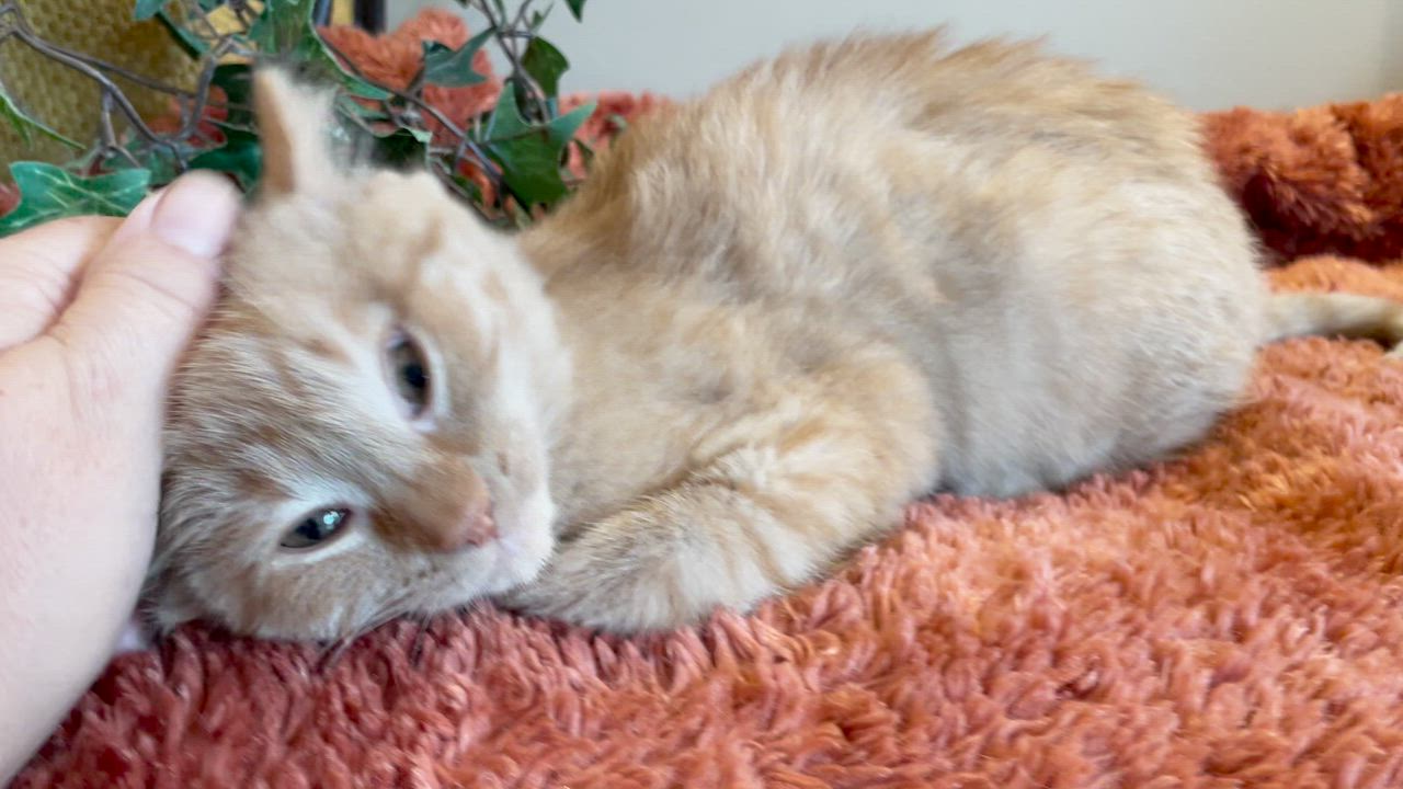 Enlarge Harley, a ADOPTABLE Tabby in Taylor, MI video 6/6