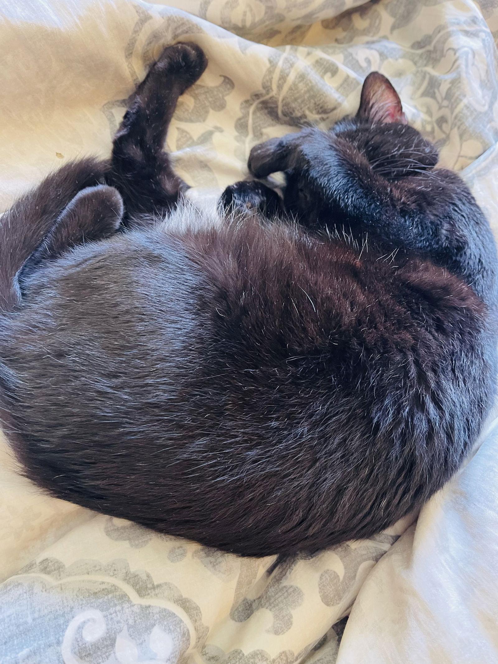 Birgitta, Adoptable, Adult Female Domestic Short Hair.