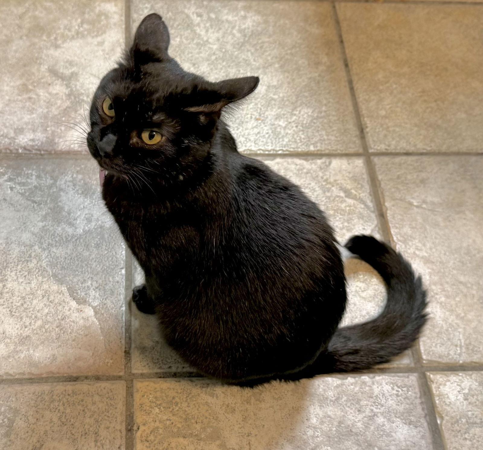 Enlarge Birgitta, a Adoptable Domestic Short Hair in Alpharetta, GA image 2/3