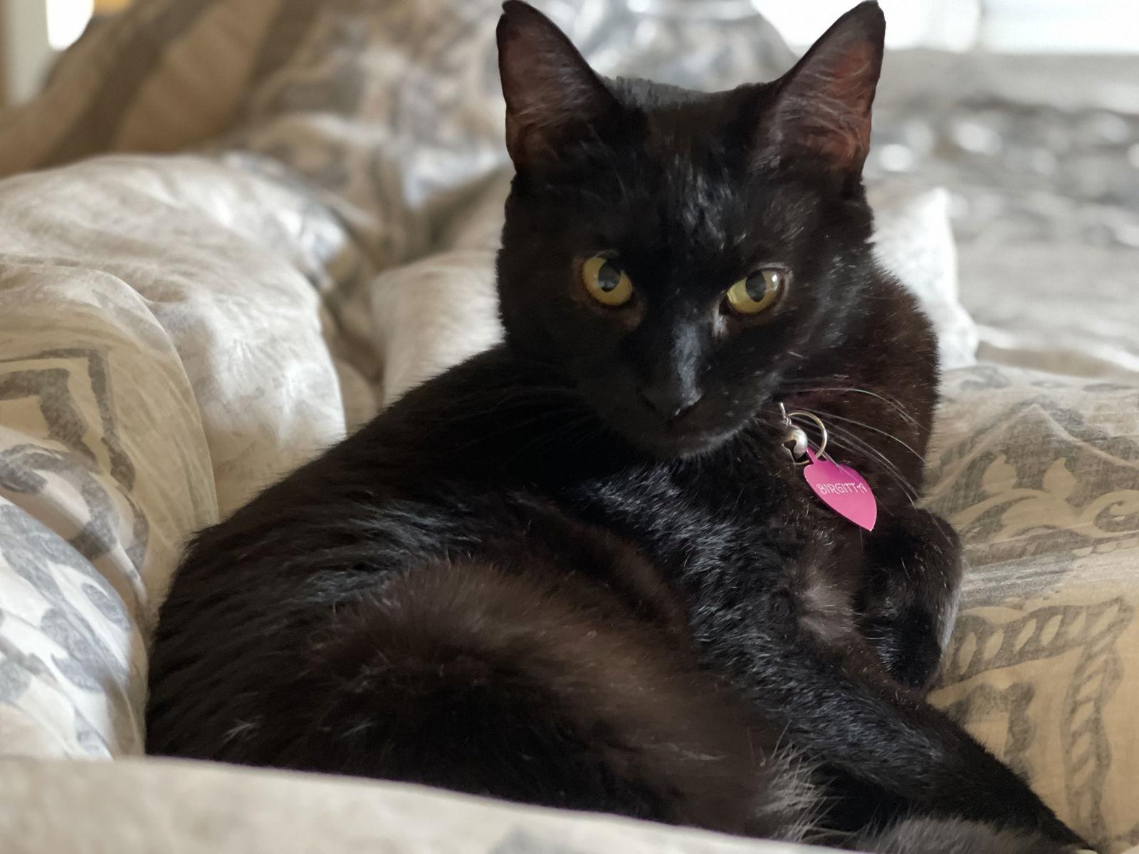 Enlarge Birgitta, a Adoptable Domestic Short Hair in Alpharetta, GA image 3/3