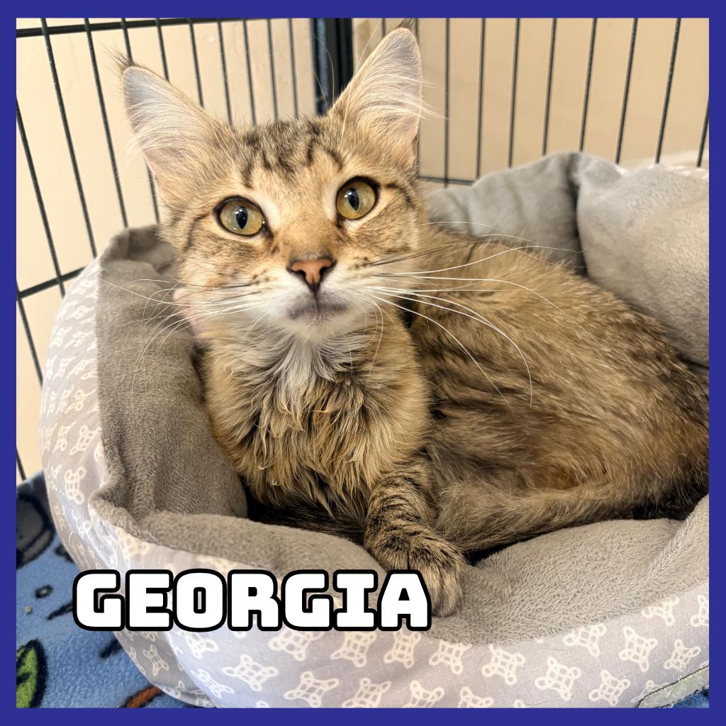 Enlarge Georgia, a Adoptable Domestic Long Hair in Glenwood, MN image 1/1