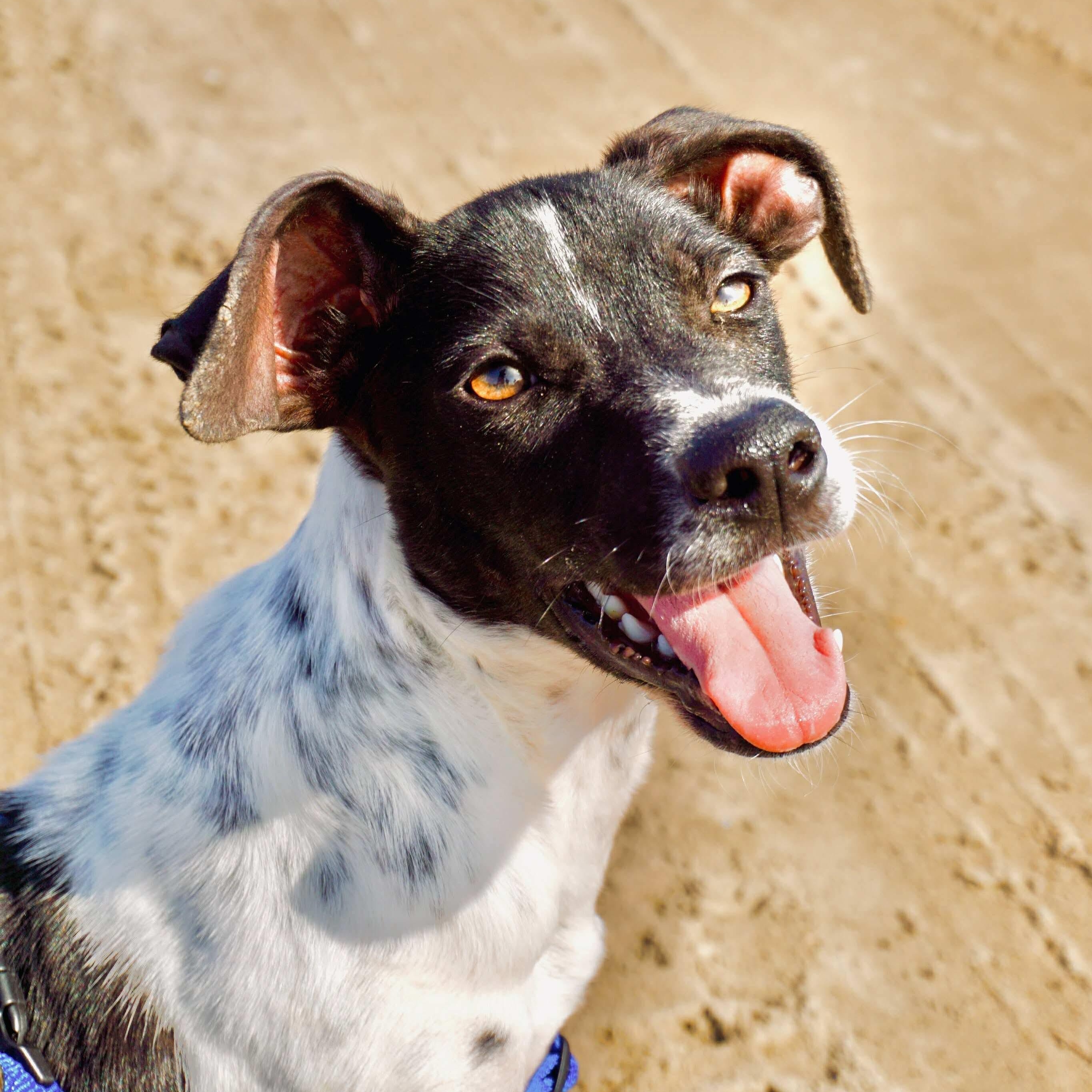 Samurai, a Adoptable Rat Terrier in San Diego, CA image 1/4