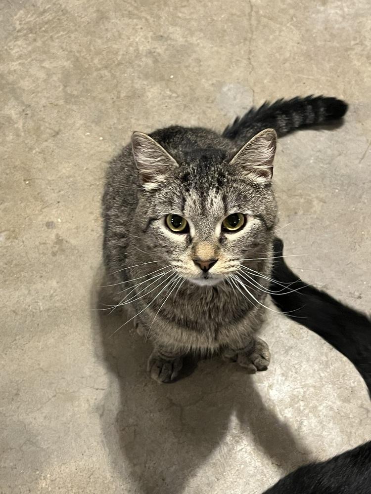 Enlarge Jelly Roll (BONDED PAIR), a Adoptable Domestic Short Hair in Bolton, CT image 1/6