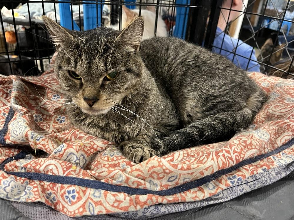 Enlarge Jelly Roll (BONDED PAIR), a Adoptable Domestic Short Hair in Bolton, CT image 2/6