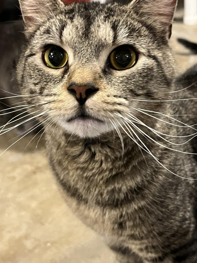 Enlarge Jelly Roll (BONDED PAIR), a Adoptable Domestic Short Hair in Bolton, CT image 3/6